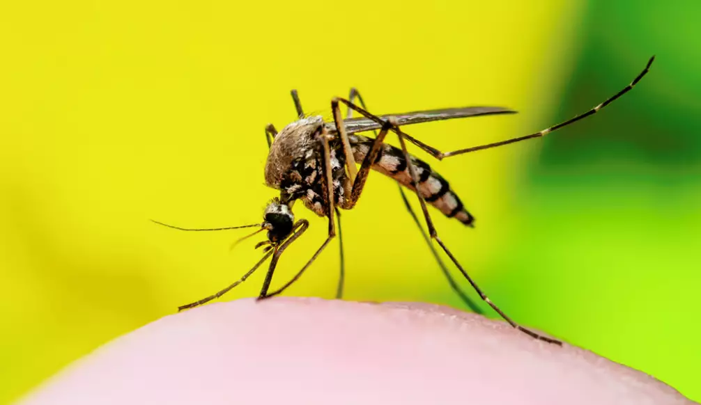 "Slowing the Spread of Dengue Fever" Mini-Documentary Screening